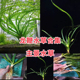 细叶龙鞭草稀有水草鱼缸主景草阴性水草装 饰后景草宽叶龙鞭草