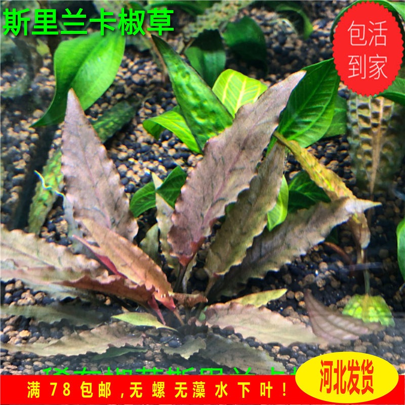 高端水草 斯里兰卡彩椒椒草  稀有椒草  斯里兰卡系 造景水草 ！