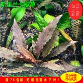 造景水草 高端水草 斯里兰卡系 稀有椒草 斯里兰卡彩椒椒草
