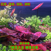 红虎睡莲青虎四色虎斑丹麦大香菇阴性水草淡水鱼缸装 饰懒人水草