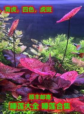 红虎睡莲睡莲合集阴性草懒人水草