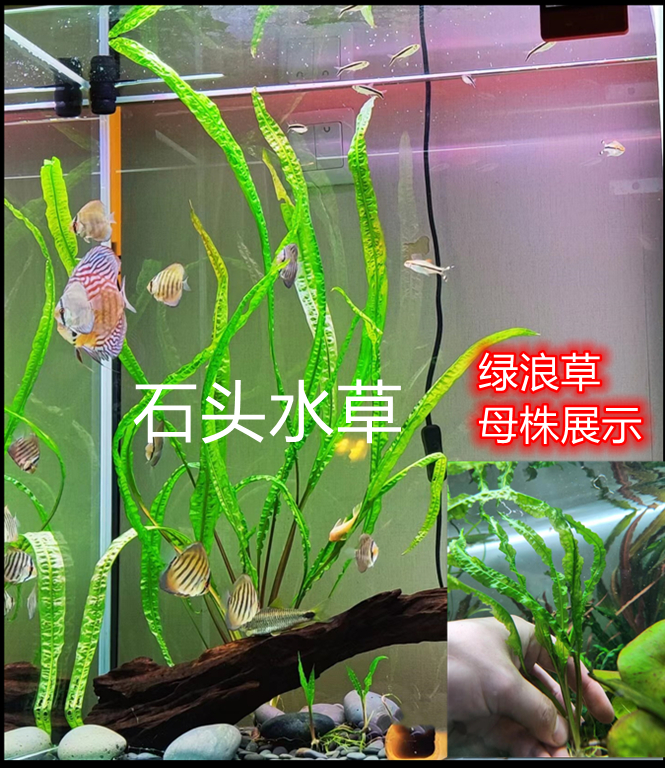 细叶龙鞭稀草有草鱼缸主景草阴叶性水草装饰PMB后景草宽龙鞭水草