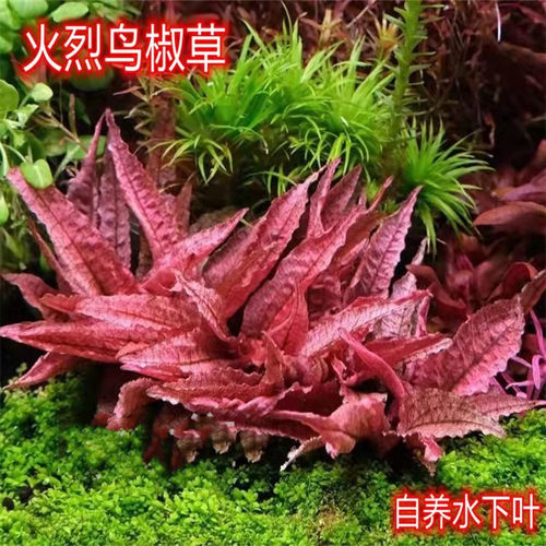 火烈鸟椒草稀有粉色水草