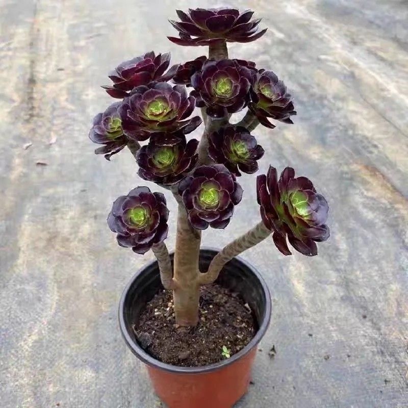 高级精品老桩黑武士法师多肉植物多肉植物