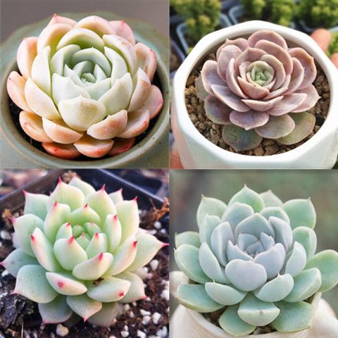 多肉植物栽好成品新手入门组合易活室内阳台绿植花卉