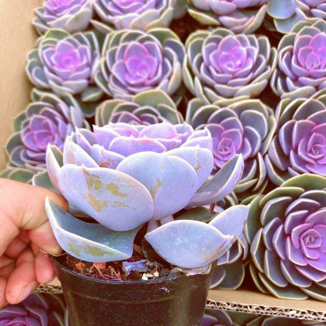 多肉植物欧版紫珍珠/粉色大单颗/非常稀有品种室内盆栽窗台防辐射