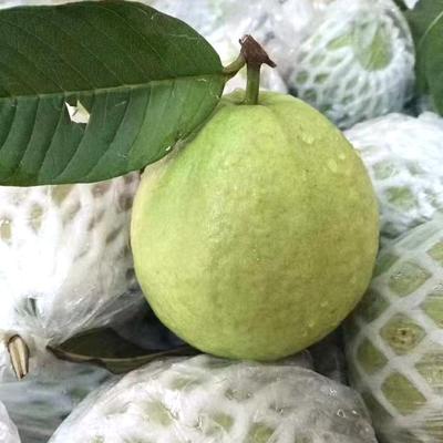 脆爽清甜白心芭乐番石榴五斤