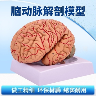 自然大脑神经解剖脑模型9部件大脑神经结构解剖模型人体脑子展示