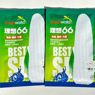 蔬菜瓜果玉米种子大全白玉米种籽理想66矮杆大穗甜糯白玉米种高产