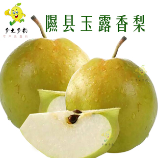 隰县玉露香梨山西特产小西天产地发货玉露香梨超脆甜皮薄汁多包邮