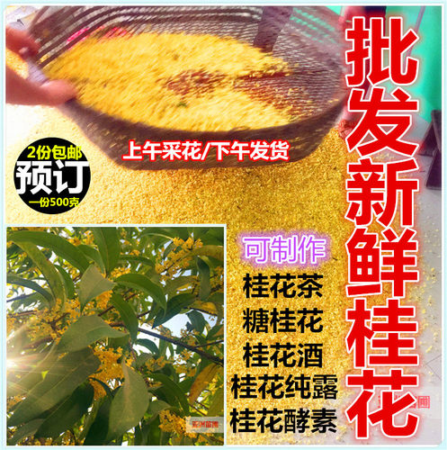 2026年现摘新鲜酵素纯露食用桂花