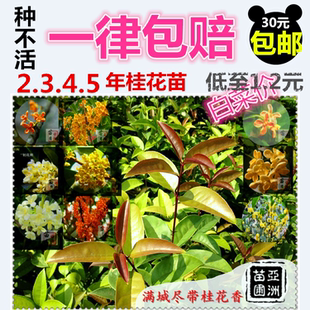 扦插桂花树苗移栽状元红丹桂朱砂桂四季桂盆栽沉香桂日香桂佛顶珠