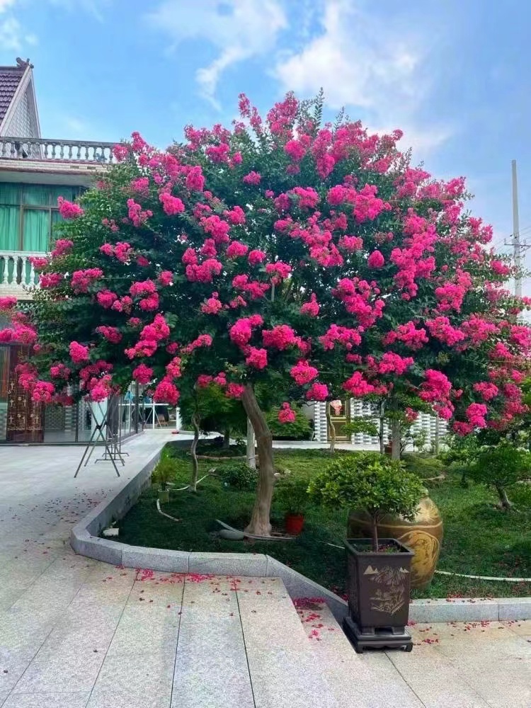 紫薇花树苗庭院别墅耐寒绿化风景树百日红花树易成活好养植物