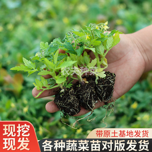 大番茄西红柿苗蔬菜苗矮生化苗秧超甜黄瓜四季阳台盆栽圣女果幼苗
