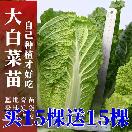 大白菜苗种苗无筋无丝秋冬移栽秧苗高产黄心大白菜幼苗带土发货