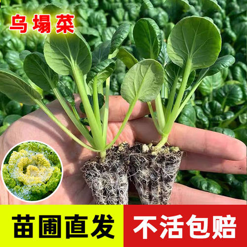 耐寒乌塌菜种子黄芯菜种