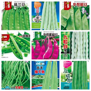 豆类种子长豇豆四季豆扁豆荷兰豆刀豆眉豆大田高产早熟大全蔬菜