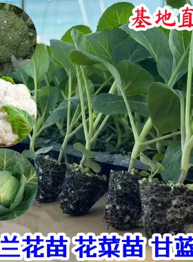 【寿光直发】花菜苗白菜莴苣秧苗西兰花苗甘蓝苗芹菜苗耐寒叶菜苗
