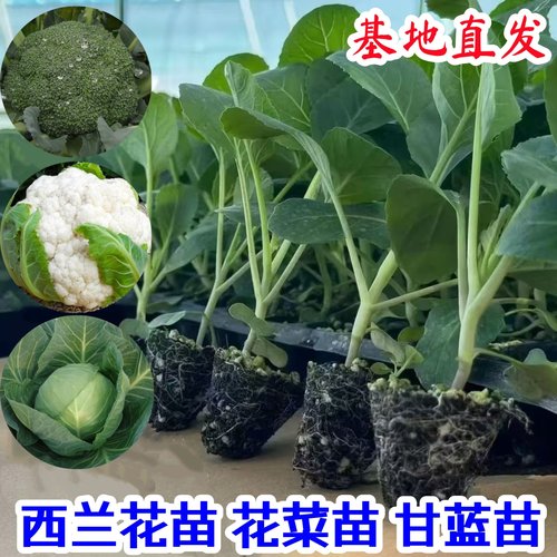 【寿光直发】花菜苗白菜莴苣秧苗西兰花苗甘蓝苗芹菜苗耐寒叶菜苗