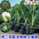 花菜苗白菜莴苣秧苗西兰花苗甘蓝苗芹菜苗耐寒叶菜苗 寿光直发