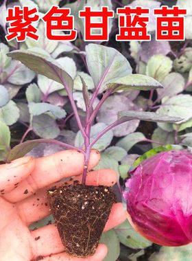 紫甘蓝新鲜牛心甘蓝红心包菜秋播育苗浙江育苗基地直发各种菜苗