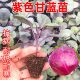 紫甘蓝新鲜牛心甘蓝红心包菜秋播育苗浙江育苗基地直发各种菜苗