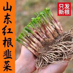 新挖韭菜根四季 韭菜种子 头茬韭菜根 韭菜根苗 四季盆栽蔬菜苗