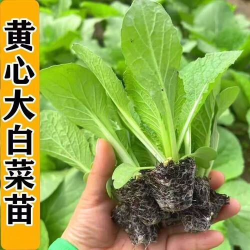 耐寒秋冬无筋无丝黄心大白菜苗