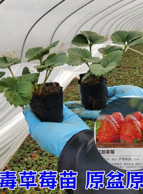 草莓苗四季盆栽食用奶油隋珠红颜白雪穴盘苗果苗南北阳台种植好养