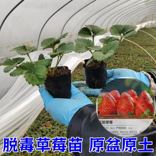 草莓苗四季盆栽食用奶油隋珠红颜白雪穴盘苗果苗南北阳台种植好养