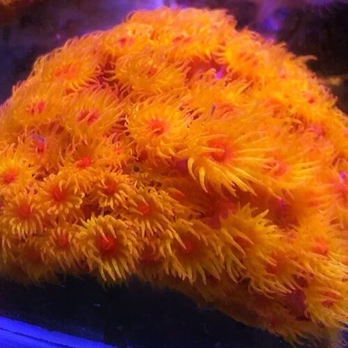 太阳花珊瑚切盘nps 海缸入门新手易养耐活海水缸活体生物软体珊瑚
