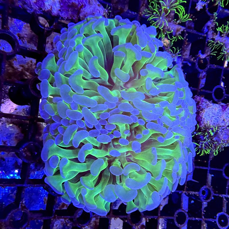 榔头珊瑚活体双色榔头海水海缸生物海洋宠物观赏鱼绿色软体,宠物/宠物食品及用品,珊瑚/海葵,淘宝优惠券,粉丝福利购,淘宝优惠卷