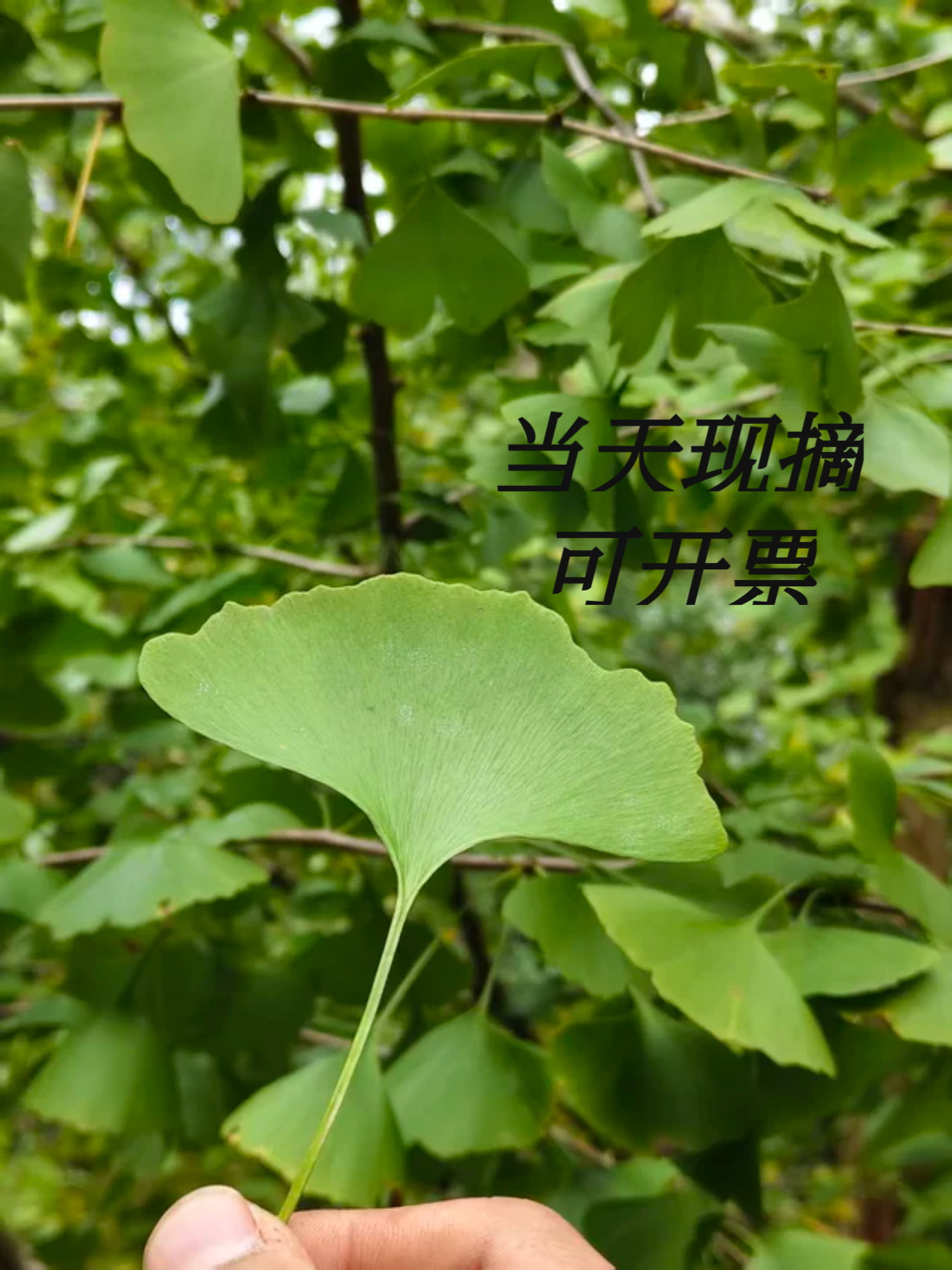 银杏叶干花真花手工黄叶学校作业银杏树叶铺地造景拍摄辅助道具