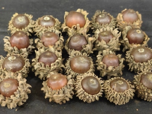 天然橡果 麻栎果实 橡子果壳 野生橡果帽 DIY装饰材料 手工饰品