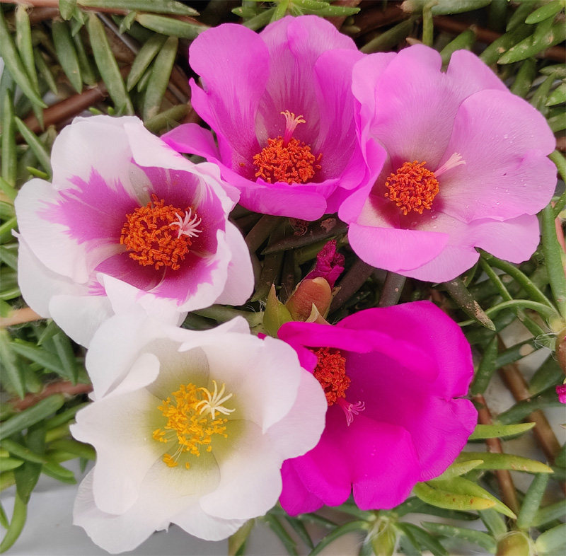 针叶单瓣大花太阳花多色绿植花卉盆栽宿四季开花不带根带花苞包邮