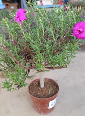 花期长重瓣太阳花玫红王老庄品种盆景带根原土发货直播选货好养