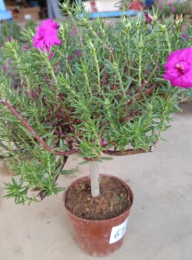 太阳花玫红老庄盆景造型带根好养