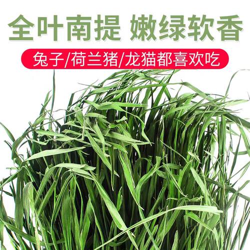 2025南提粗纤烘烤荷兰猪龙猫