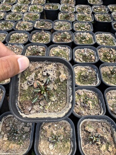 漳州嘟嘟仙人球【实生黑牡丹】批发量大大棚种植公司经营