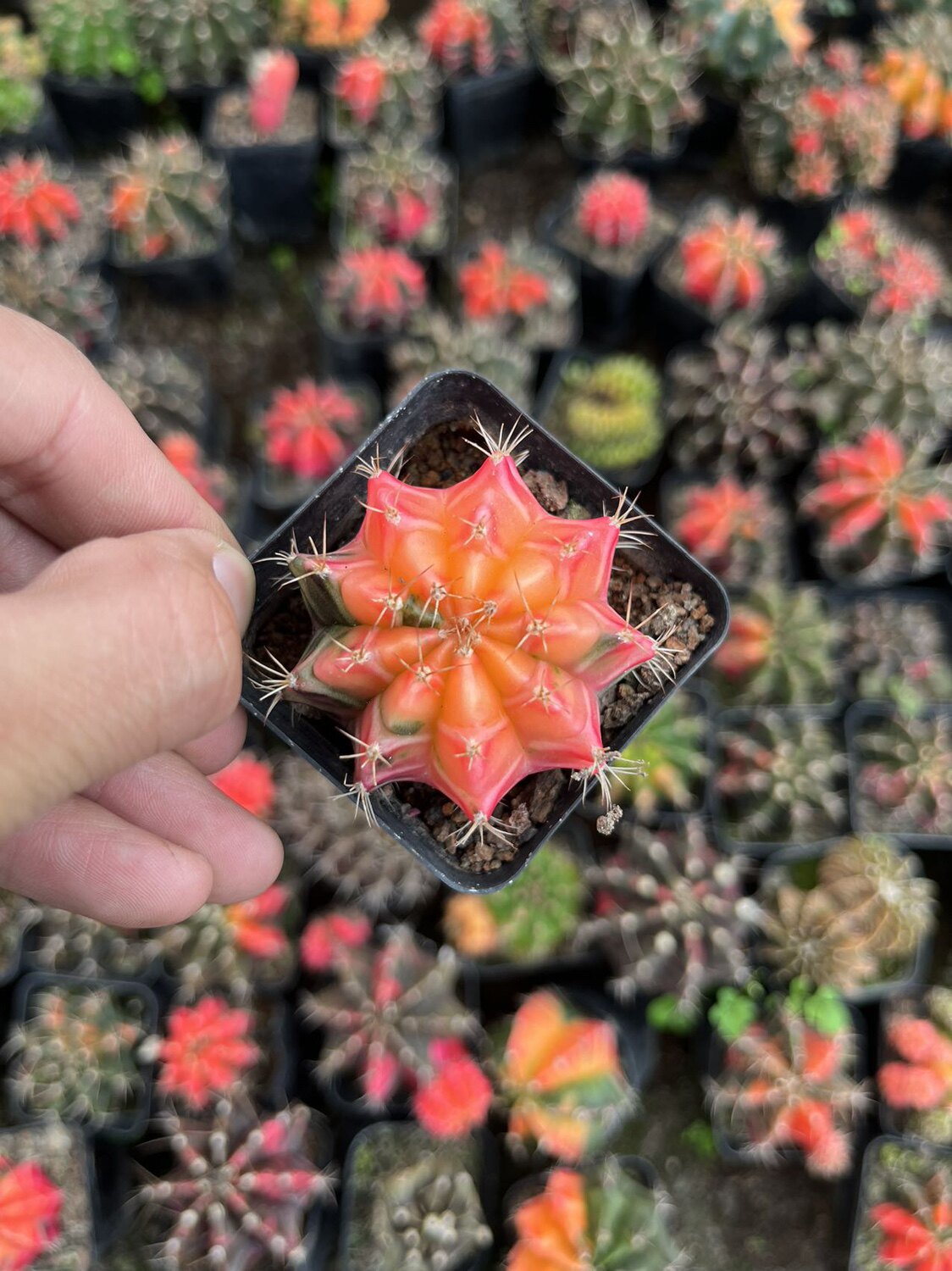 漳州嘟嘟仙人球【光辉牡丹锦】自根光辉牡丹五彩牡丹侧芽量大批