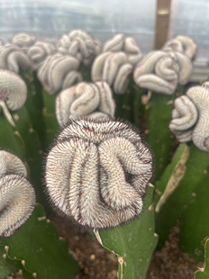 漳州嘟嘟仙人球【直刺佩雷缀化】仙人球嫁接批发量大国外货专供