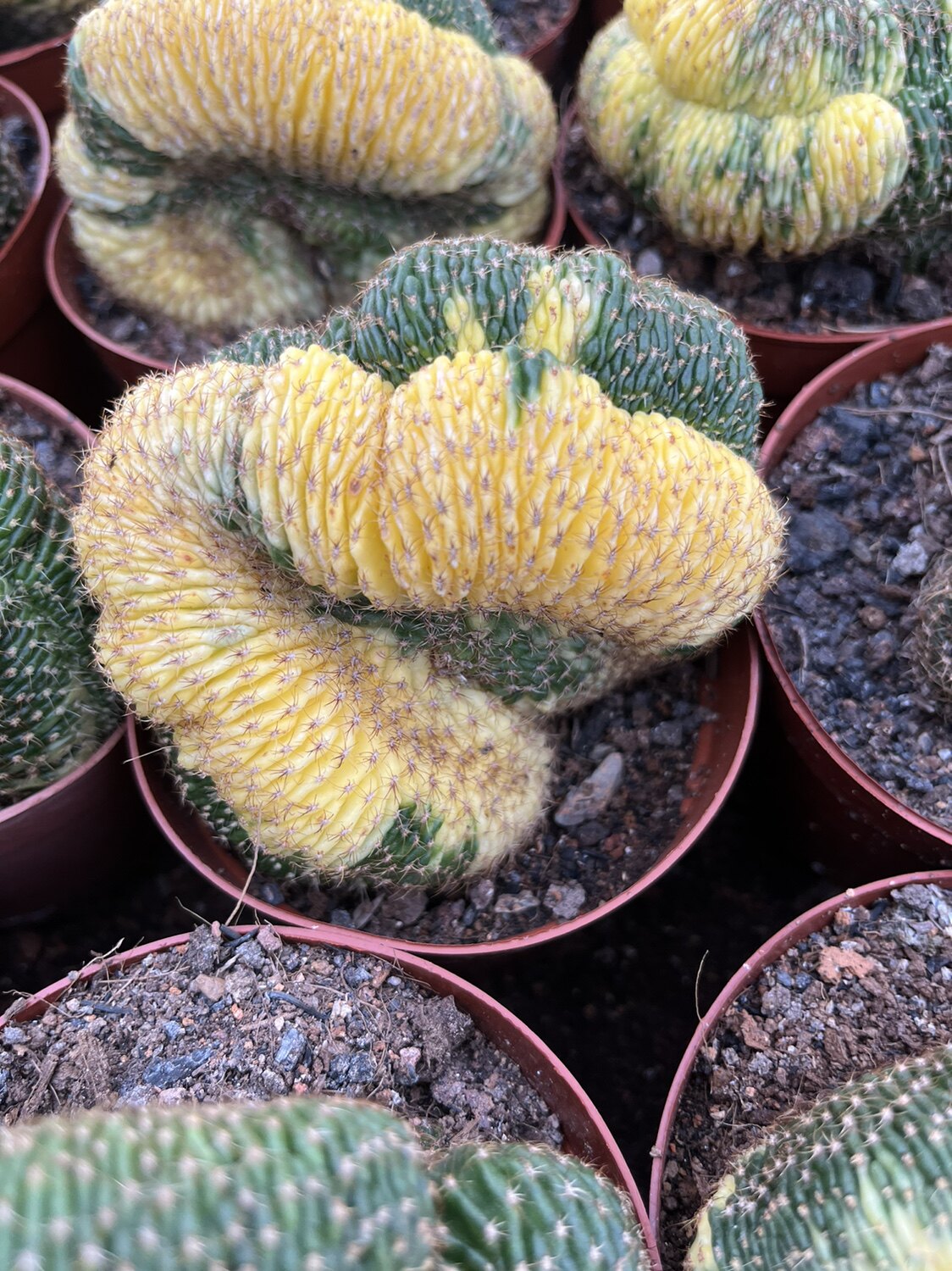 漳州嘟嘟仙人球【黄仙玉锦】嫁接批 发量大