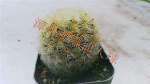 漳州嘟嘟仙人球嘉文王【嘉文丸】佳文王批售实生嘉文王