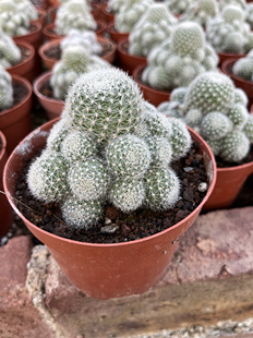 漳州嘟嘟仙人球【粉蝶】粉碟批发量大开花美丽可爱仙人球