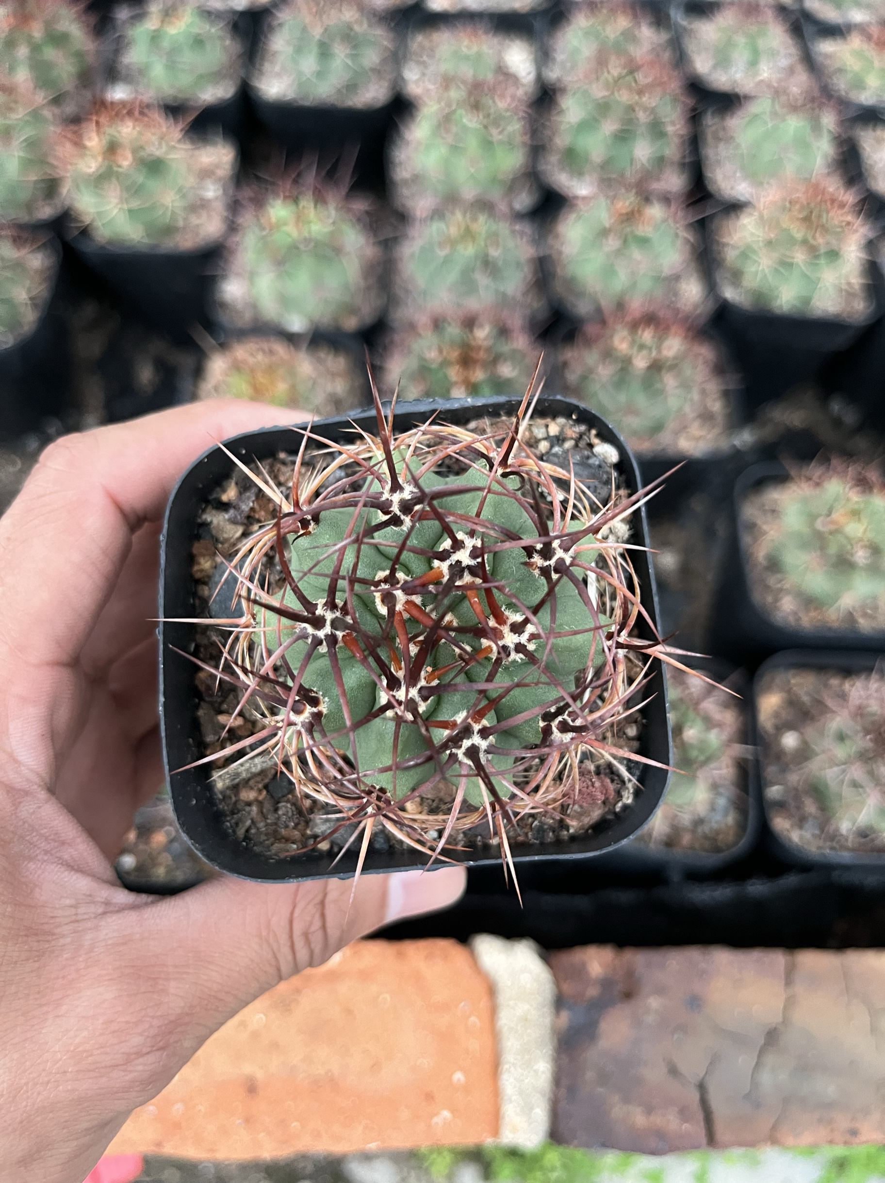 漳州嘟嘟仙人球有限公司【火焰龙】茜丸仙人球批 发量大