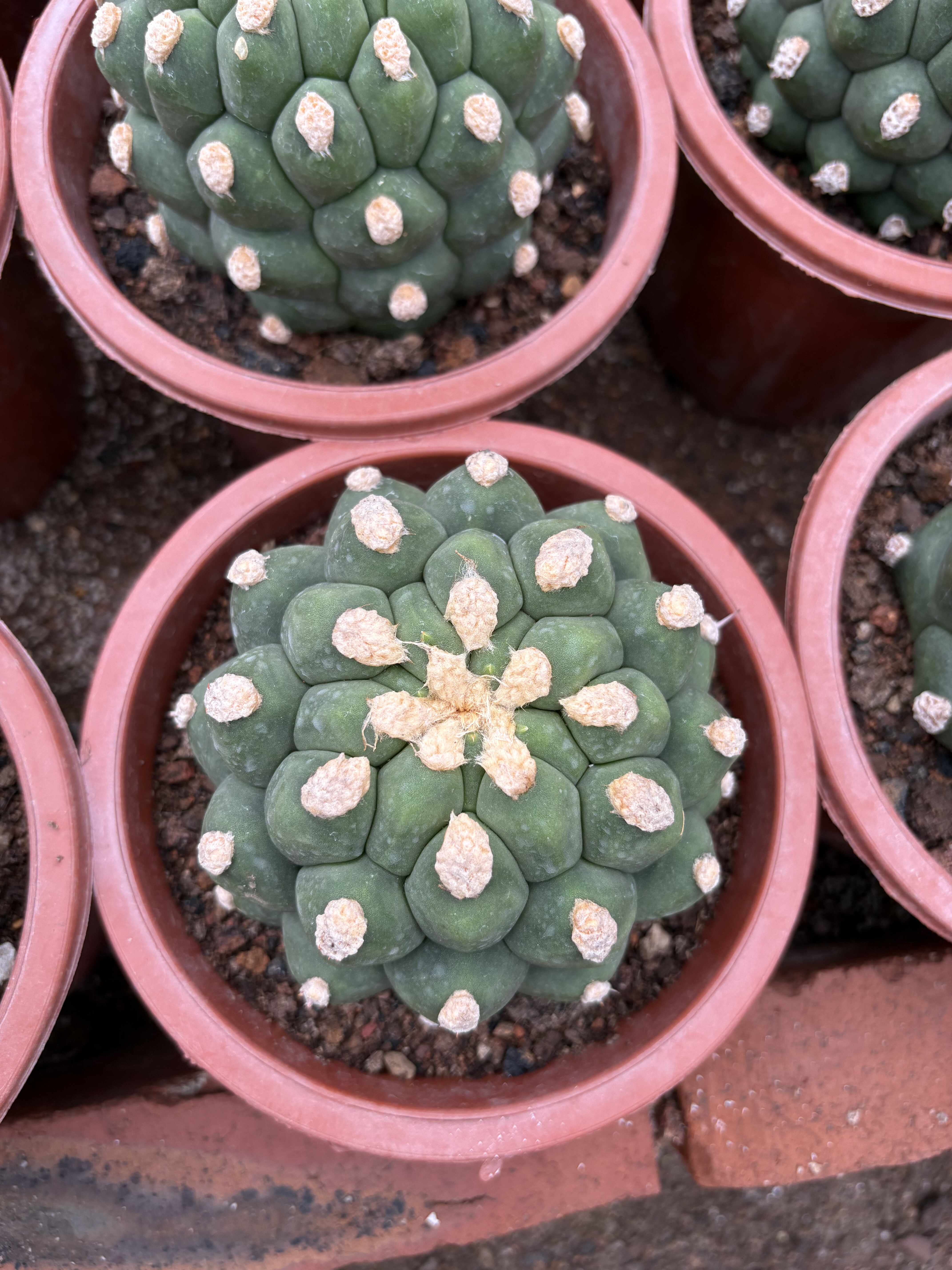 漳州嘟嘟仙人球【无刺新天地】嫁接实生批发量大大棚种植国外货