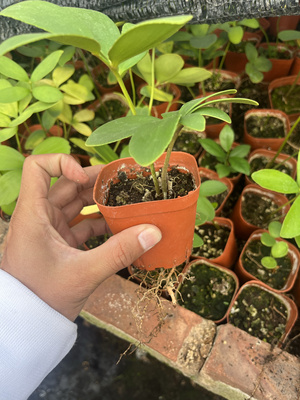 漳州嘟嘟仙人球【墨西哥铁树】块根植物硬叶批发