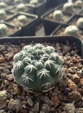 漳州嘟嘟仙人球【白刺种子