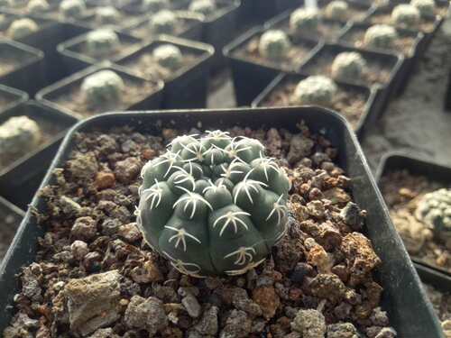 漳州嘟嘟仙人球【白刺种子