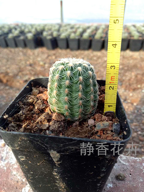 漳州嘟嘟仙人球批 发【罗星丸】宝山自根仙人球苗数量多大棚多肉